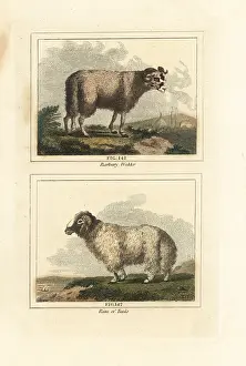 Barrs Buffon: Broad tailed sheep, Ovis aries subsp