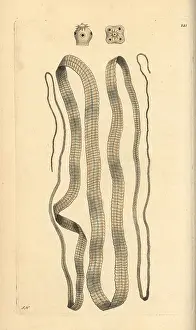 Tapeworm: Broad tapeworm, Diphyllobothrium latum
