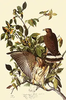 Buteo: Broad-Winged Hawk, Buteo platypterus