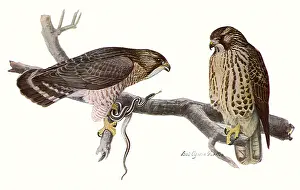 Immature: Broad-Winged Hawks