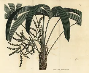 Broadleaf: Broadleaf lady palm, Rhapis excelsa