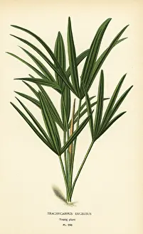 Broadleaf: Broadleaf lady palm, Rhapis excelsa
