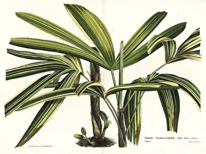 Serres: Broadleaf lady palm, Rhapis excelsa