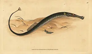Syngnathus: Broadnosed pipefish, Syngnathus typhle