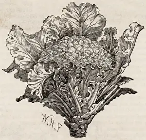 Oct24: Broccoli