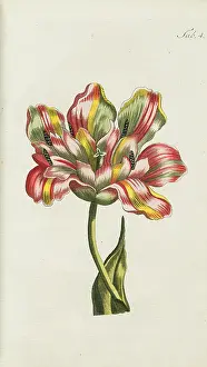 Bloemen: Broken Tulip - example of Tulip breaking virus