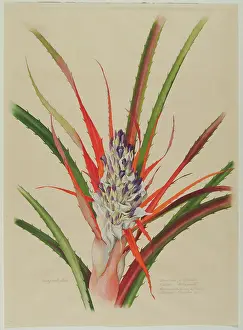 Bromeliaceae: Bromelia anticantha