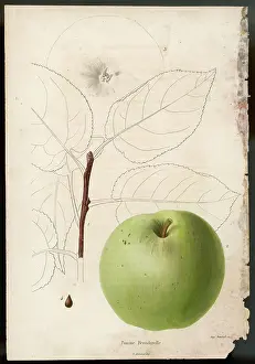 Pomme: BRONDERELLE APPLE