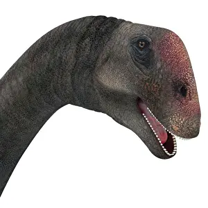 Macronaria: Brontomerus dinosaur head