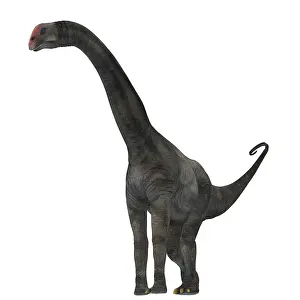 Macronaria: Brontomerus dinosaur on white background