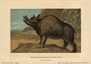 Tiere: Brontops robustus, extinct genus of rhinoceros-like