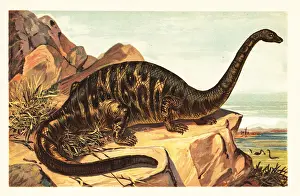 Late Jurassic: Brontosaurus excelsus, extinct species of gigantic