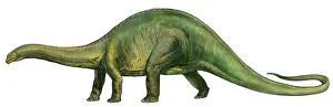 Brontosaurus: Brontosaurus, a prehistoric era dinosaur