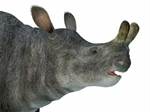 Eocene: Brontotherium head