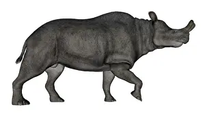 Eocene: Brontotherium isolated on white background