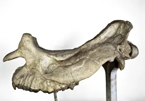 Brontotherium skull