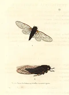Harriss: Bronze bark-buzzer and yellowbelly cicadas