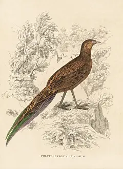 Polyplectron: Bronze-tailed peacock-pheasant, Polyplectron chalcurum
