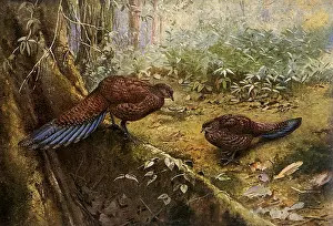 Pheasants: Bronze-tailed Peacock Pheasants, Polyplectron chalcurum