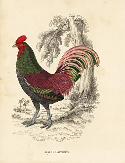 Bronzed: Bronzed cock of Sumatra, Gallus aeneus