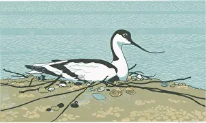 Avocet: Brooding Avocet