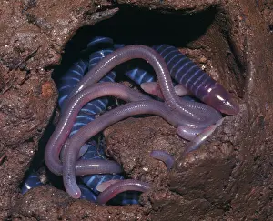 Lissamphibia: Brooding female caecilian with her young