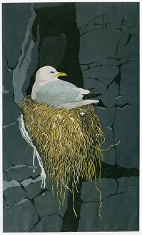 Ledge: Brooding Kittiwake, Kittiwake Cove, Skomer Island, Wales