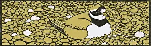 Pebbles: A Brooding Ringed Plover on a pebble beach