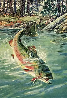 Trout: Brook Trout
