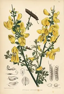Cytisus: Broom, Cytisus scoparius