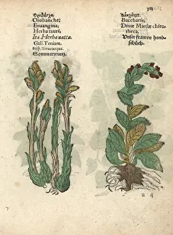 Digitalis: Broomrape, Orobanche minor, and foxglove, Digitalis purpurea