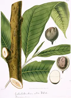 Moraceae: Brosimum galactodendron, cow tree