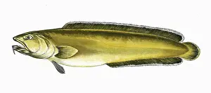Moonfish: Brosme brosme, or Cusk