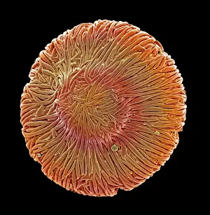 Pollen: Browallia speciosa, amethyst