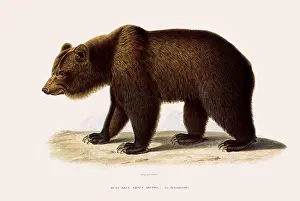 Ursa: Brown Bear