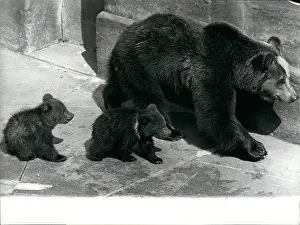 Chaps: Brown bear and babies, Berne, Switzerland