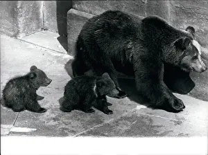 Chaps: Brown bear and babies, Berne, Switzerland