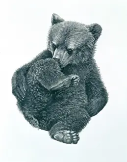 Jackass: Brown Bear Cub