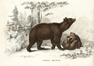 Arctos: Brown bear and cubs, Ursus arctos
