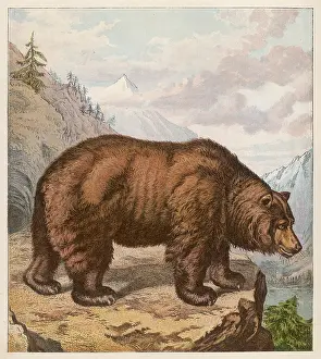 Kronheim: BROWN BEAR KRONHEIM