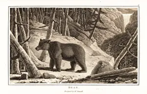 Zoography: Brown bear, Ursus arcto, foraging in a mountain forest