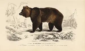 Arctos: Brown bear, Ursus arctos