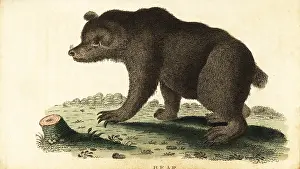 The Naturalists Pocket Magazine: Brown bear, Ursus arctos