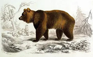 Ursa: Brown Bear (Ursus arctos)