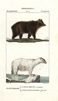 Maritimus: Brown bear, Ursus arctos arctos, and polar