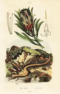 Adolph Fries: Brown-beard sugarbush and olm