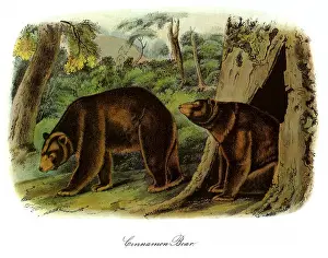 Ursa: Brown Bears