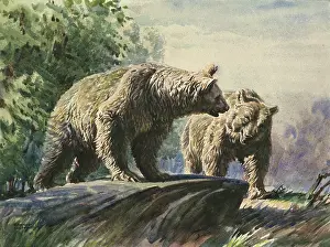 Shaggy: Brown bears