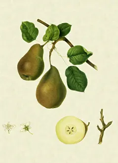 Pyrus: Brown Beurre Pears