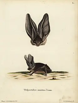 Auritus: Brown big-eared bat, Plecotus auritus